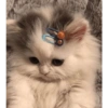 Kucing Lucu 6