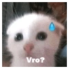 Gatitos Frases 12