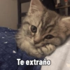 Gatitos amorosos 😺💘🥰 8