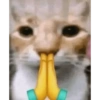 Meme kucing 5