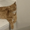 Gatitos cura Depresión😸😽 13