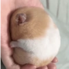 🌈🐹✨️Hamster Funny Mood✨️🐹🌈 5