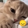 MEMES GATOS RANDOM 🤣🐈‍⬛ 9