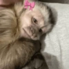 MACAQUINHO FOFO ❤️ 8