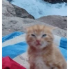 MEME KUCING 15