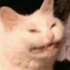 Memes de gatin 🐈🐈‍⬛ 10