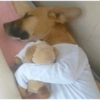 Kopek 7
