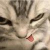 Cats reage 15