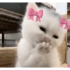 Kucing Lucu 21