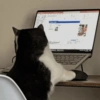 🧿Animalitos Cute para  Chat🐈🐶 5