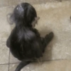 Macacos. | @ocenferios  Haki. 4