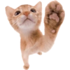 Animals 15