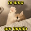 te amo um tantão