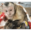 Monkey Stickers 1 21