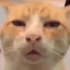 GATINHOS GRIPADOS 8
