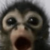 MACAQUINHO FOFO ❤️ 12