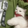 🧿Animalitos Cute para  Chat🐈🐶 19