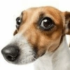 Cachorro meme 10