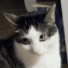 Gatitos cura Depresión😸😽 7