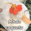 Modo coqueta