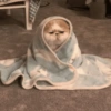🧿Animalitos Cute para  Chat🐈🐶 9