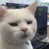 Cat meme 6