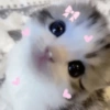 🐈-Cats-🐈 16