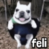 feli