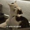 Memes de gatinhos 7