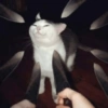 Cat meme 18