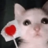 😽 GATITOS PA' REACCIONAR 😽 8