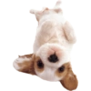 Animals 9
