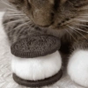 Gatitos bonitos 💗 9
