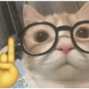 Kucing Lucu 10