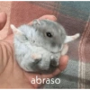 🌈🐹✨️Hamster Funny Mood✨️🐹🌈 19