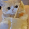 🧿Animalitos Cute para  Chat🐈🐶 12