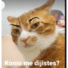 Animaleitos gracioso😸 19