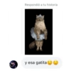 Cat Black 11