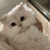 🧿Animalitos Cute para  Chat🐈🐶 24