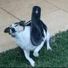 Reações cachorros 7