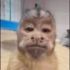 Macacotes 6