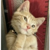 Cat meme / kucing  9