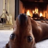 Mix perritos sin palabras  24