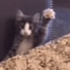 😽 GATITOS PA' REACCIONAR 😽 14