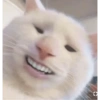 Gatitos Y Randoms  14