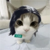 Gatas fofinha de perucas  6