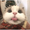 Kucing Lucu 19