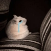 🌈🐹✨️Hamster Funny Mood✨️🐹🌈 13