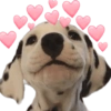 Reações cachorros 10