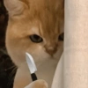 🐱🐈 GATITOS 🐈🐱 5